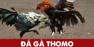 đá Gà thommo