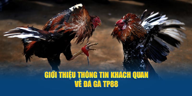 Giới thiệu thông tin khách quan về đá gà tp88 