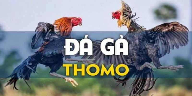 Khám phá về đá gà Thomo