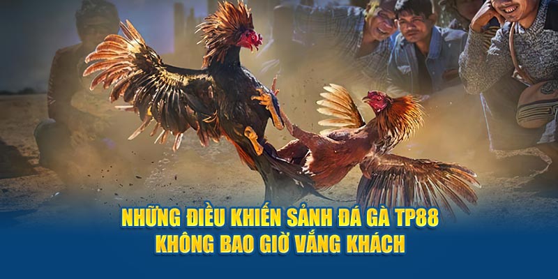 Những điều khiến sảnh đá gà tp88 không bao giờ vắng khách